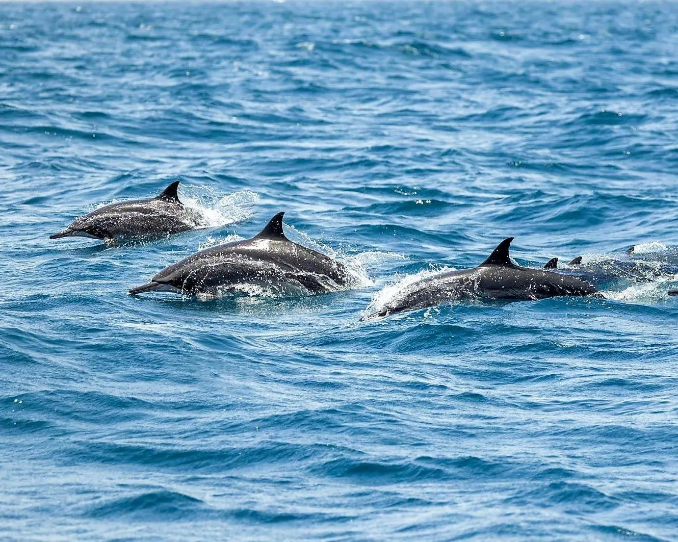 Dolphin watching cruise