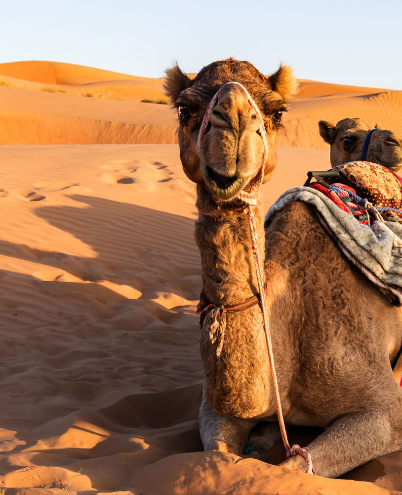 Camels in the Wahiba Sands
