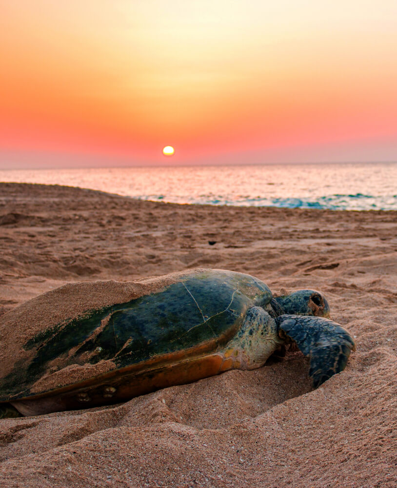 Green turtle at Ras Al Jinz